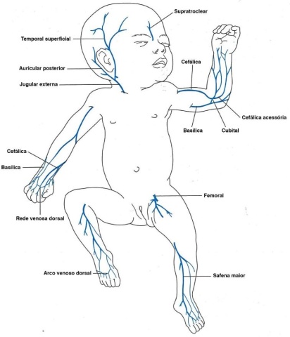 Figura 1 – Veias frequentemente usadas no acesso venoso no recém-nascido