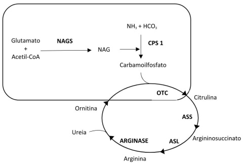 Figura 1: Ciclo da ureia