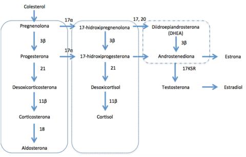 Figura 1: Esquema exemplificativo da esteroidogénese suprarrenal