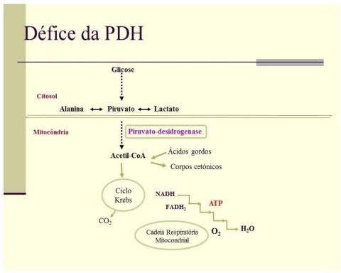 Figura 1. Papel central do complexo da piruvato-desidrogenase no metabolismo energético dos carbohidratos 